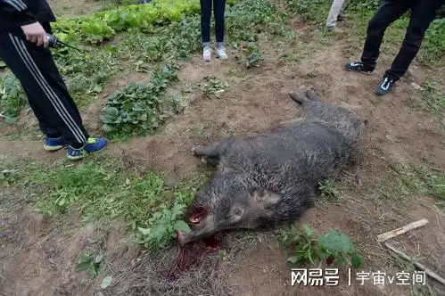 遭野猪袭击浙江一村600户人口搬离家园人猪矛盾该如何解决
