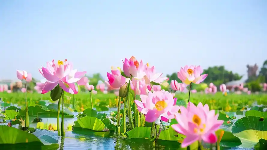 六月桌面壁纸🌸,荷花盛开,湖面波光粼粼✨