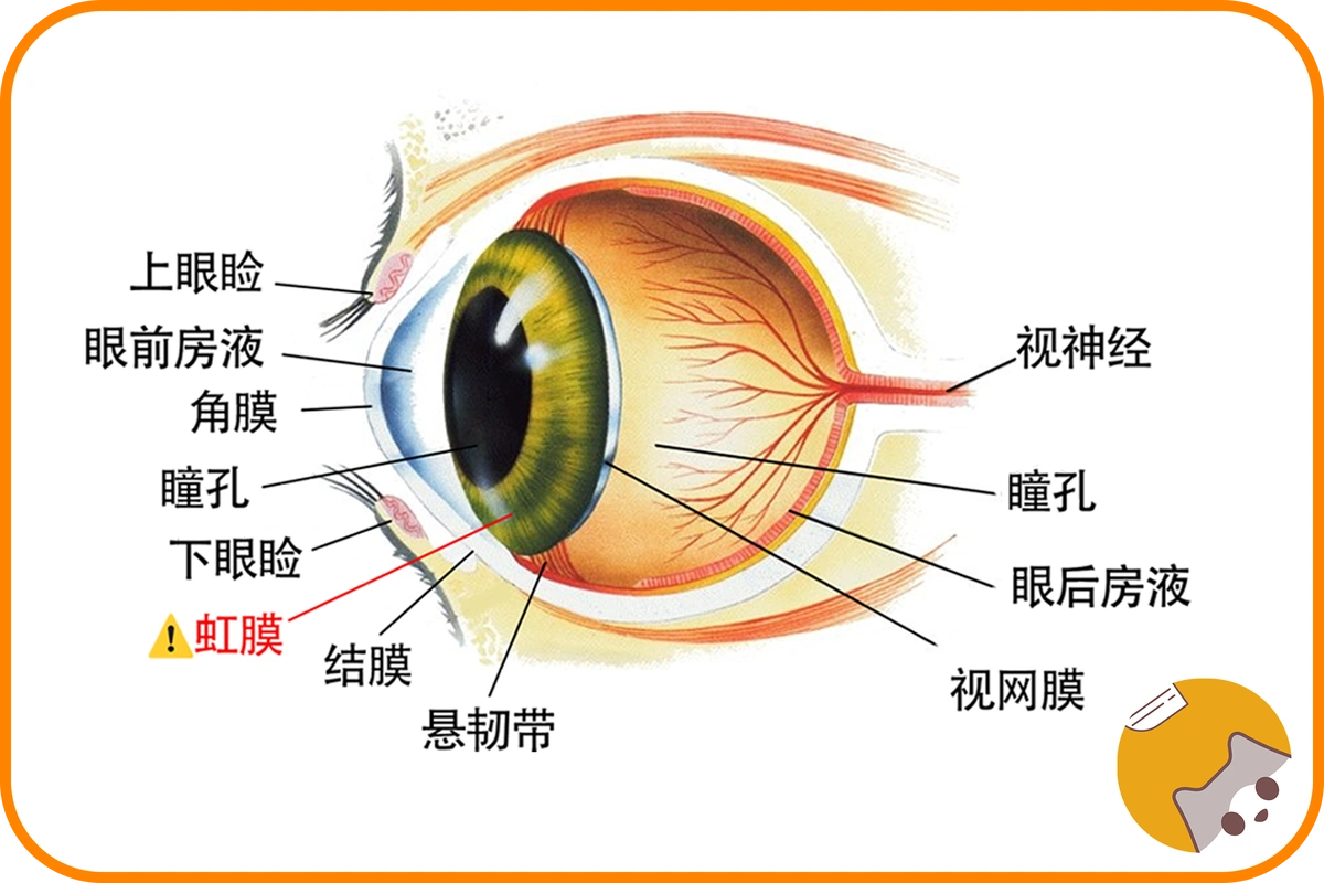 猫咪眼睛的秘密|猫眼似美瞳五颜六色