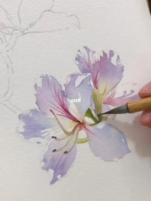 逆光效果亮部概括法画一组紫荆花水彩