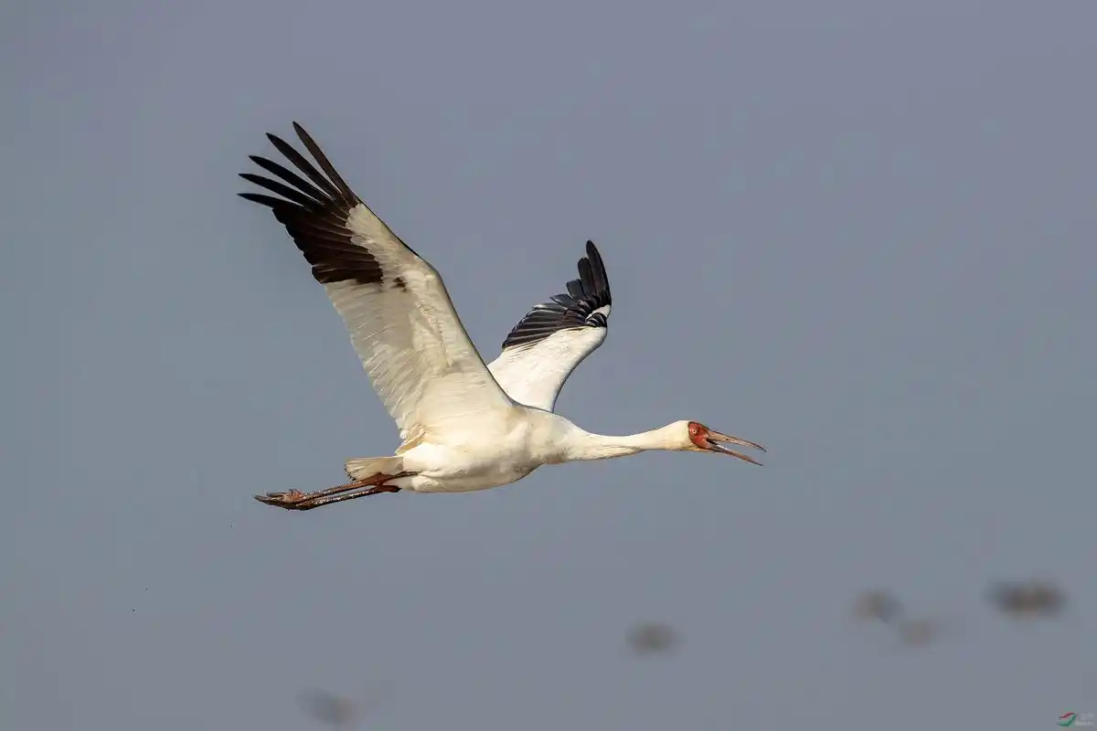 一只找家的白鹤