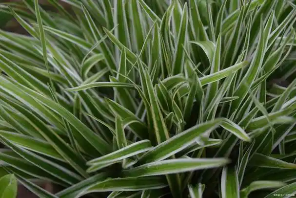 银边草:清新雅致的园艺宝贝