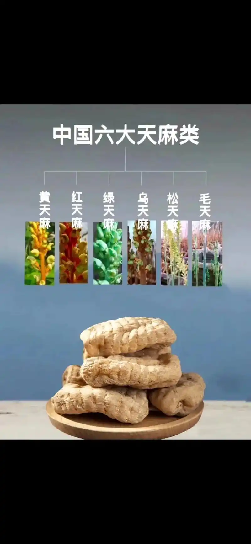 天麻都有那些种类#在天麻的基础知识里首先我们来认识六大天麻 -抖