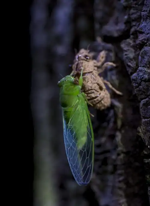 绿蝉——绿蝉?