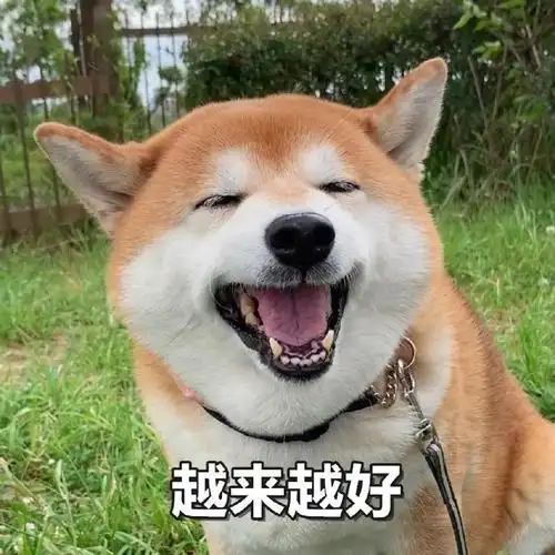 萌宠汪星人越来越好祝福呆萌可爱gif动图_动态图_表情包下载_soogif