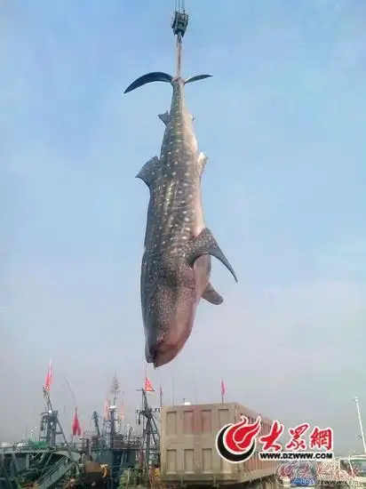 山东渔民捕2万斤鲨鱼20万售出惊呆小伙伴(图)(一)