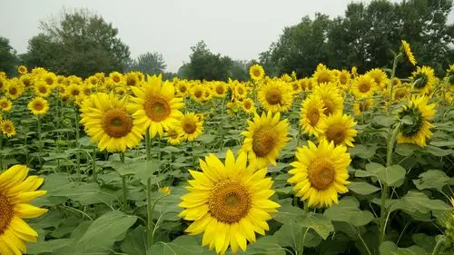 一加拍向日葵花海 - 轻摄影 - 一加手机社区官方论坛