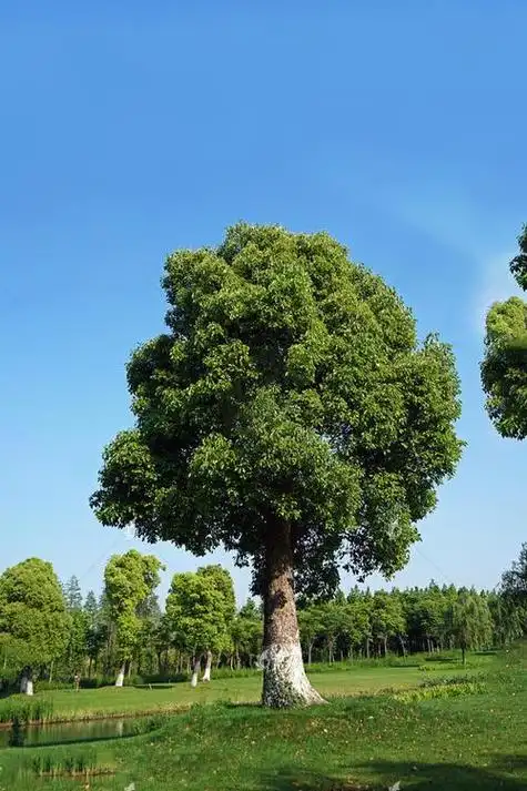 干货 |园林景观常用绿化树种汇总,全国各市常用分类