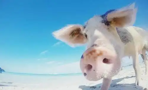 巴哈马猪比人幸福的国家