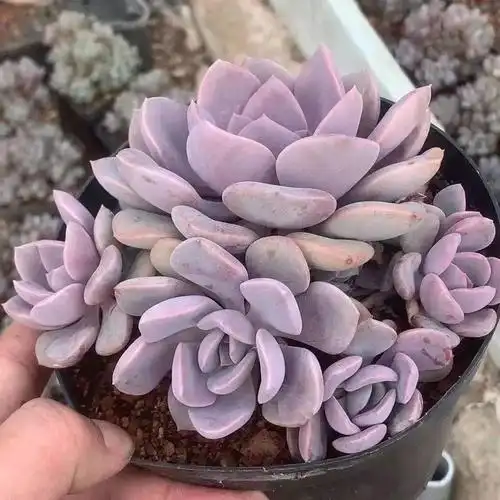 多肉植物黛比多头群生办公室美观防辐射花卉绿植多肉植物