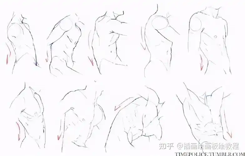 绘画教程动漫的肌肉怎么画初学者教程人体肌肉的正确画法教程