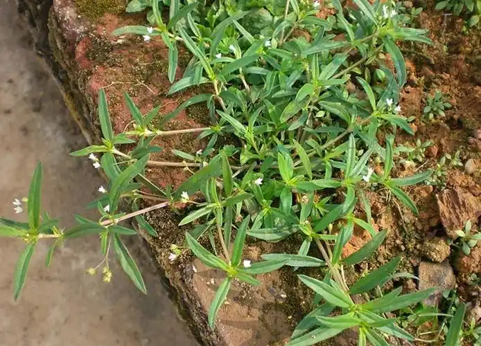 一个治疗乳腺结节,增生的方子——康泰汤