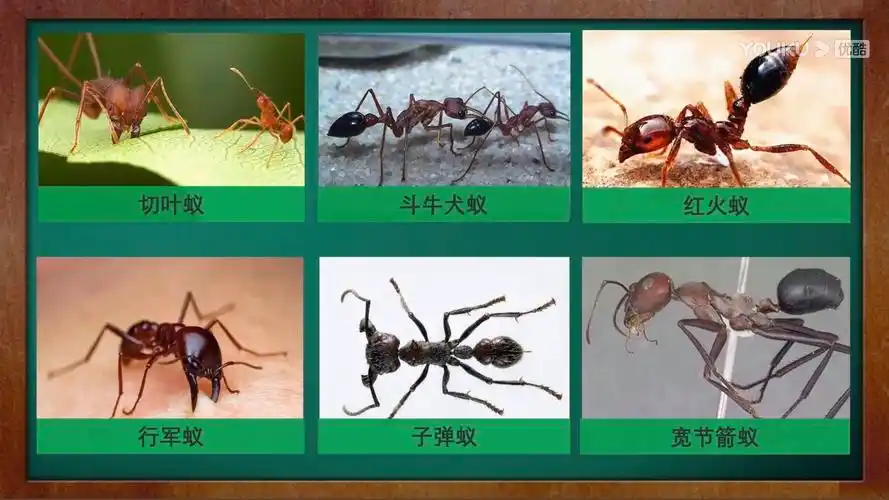 蚂蚁家族还有很多种类,比如:切叶蚁,斗牛犬蚁,红火蚁,行军蚁,子弹蚁
