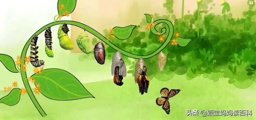 少儿百科科普:无脊椎动物,毛毛虫是怎么变成蝴蝶的