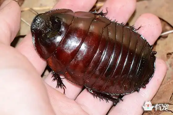 世界上的大虫子,你见过几个?