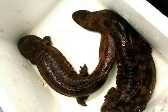 蝾螈是娃娃鱼吗