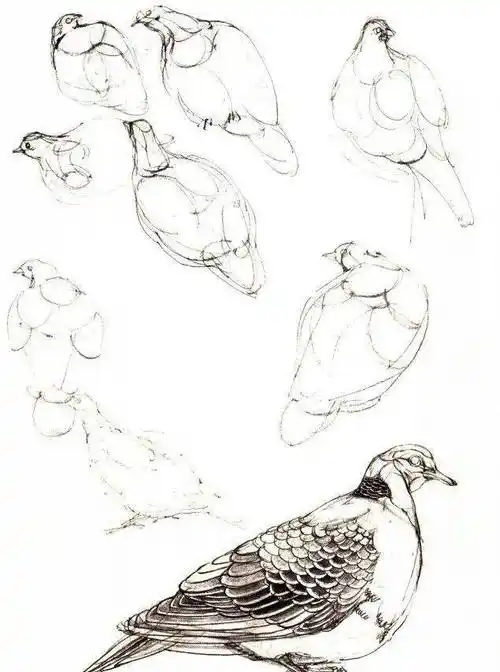 【国画教程】斑鸠的工笔画法教程!_羽毛_步骤_边缘