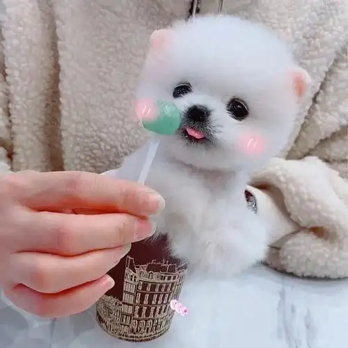 无偿领养茶杯犬博美幼犬小型可爱俊介迷你小体活幼体宠物狗狗训练