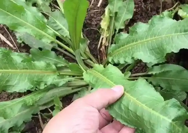 这种农村小河沟边上长的野草,人称"牛舌头",是一种上好的野菜_手机