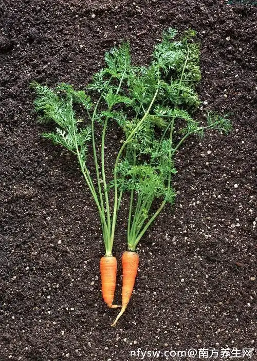 野生胡萝卜叶子能吃吗