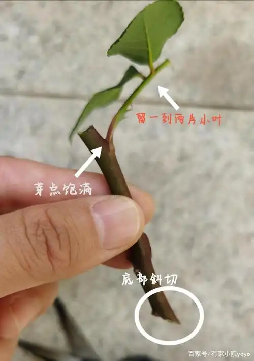 有家小院—修剪下的枝条别扔,手把手教你月季扦插,一株变多株