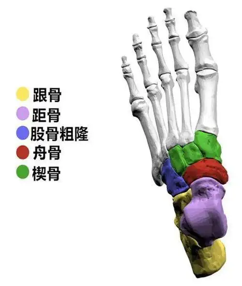 足内侧突出(副舟骨损伤)_踝部扭伤_症状表现_检查_治疗方式 - 好大夫