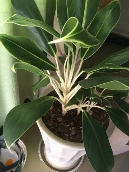 展开全部 白肋万年青