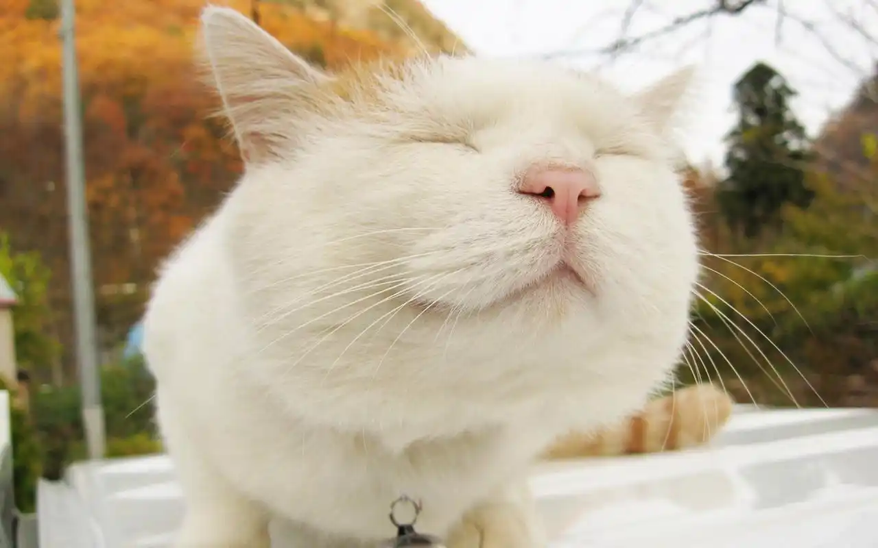 卖萌的,它们瞪大圆圆的眼睛的样子真是很好笑;而小猫最擅长的就是那