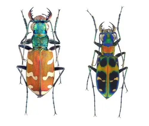 1028养一只自己的甲虫林大小黑老师为你揭秘神奇的甲虫家族