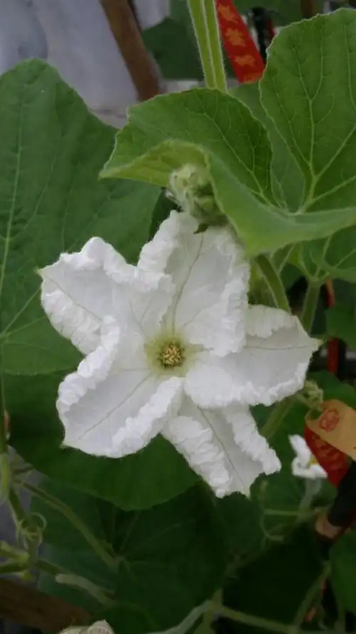 蒲瓜花也是五瓣,只是颜色是白色的