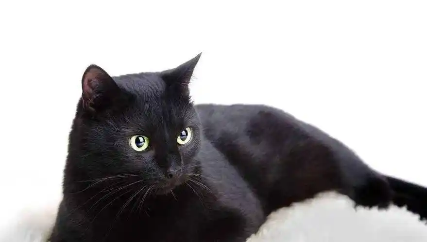 这样的猫咪叫"衔蝶";若是尾巴尖尖带点白色,就叫"墨玉垂珠";而整个