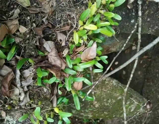 农村石壁上的野草quot石橄榄quot治疗颈椎病有奇效