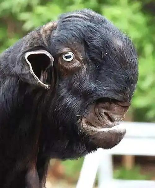 世界上最丑的羊长相恐怖让人不敢看一只却能卖到45万高价