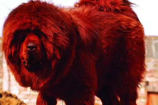 青狼獒vs鬼獒哪个强,最凶残的青狼獒咬死狼