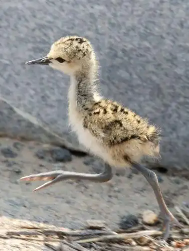 黑翅长脚鹬雏鸟