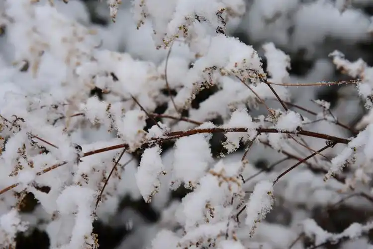 下雪了镇原这些地方最美雪景惊艳来袭