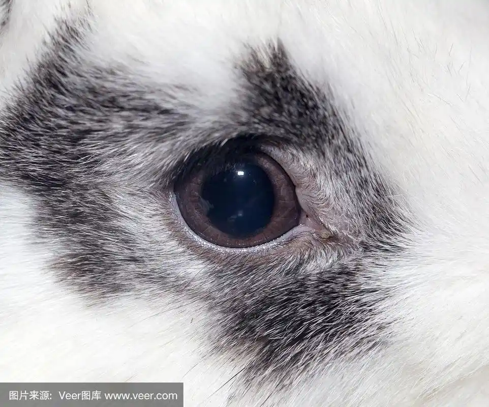 兔子的眼睛.特写镜头