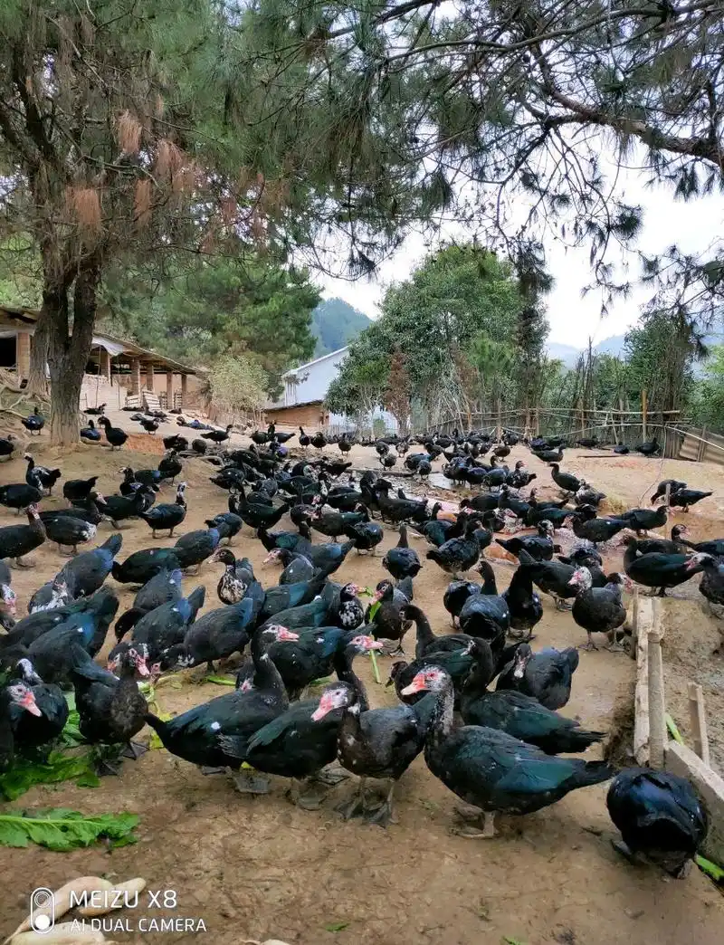 闽清县省璜镇山野乡味散养老番鸭,肉质清甜留香!