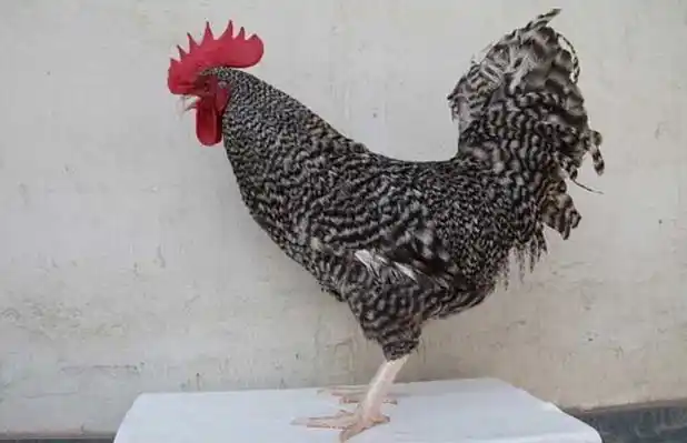 芦花鸡的市场价格