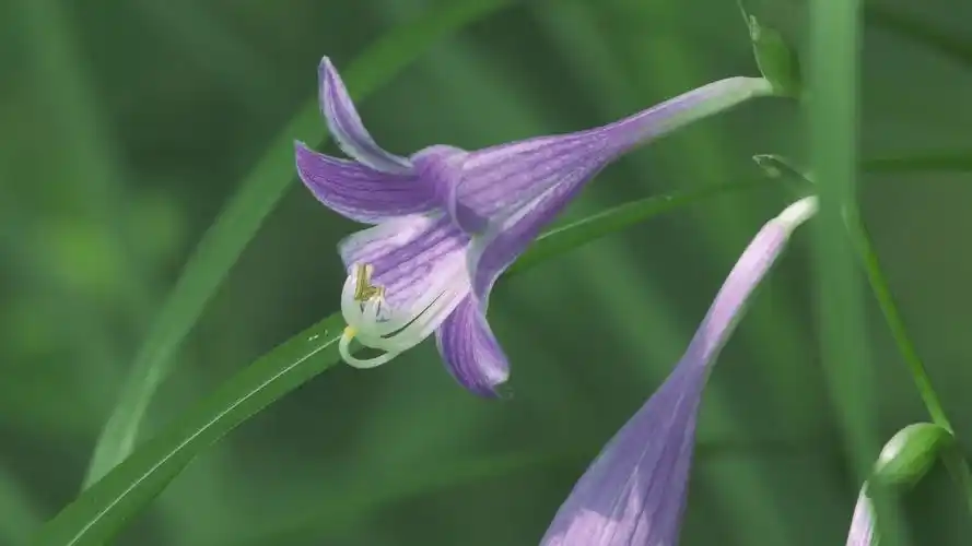 春意盎然湿地景观绿色森林沼泽地