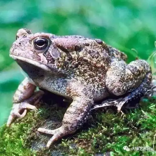 精雕细琢体丑貌不扬蟾蜍