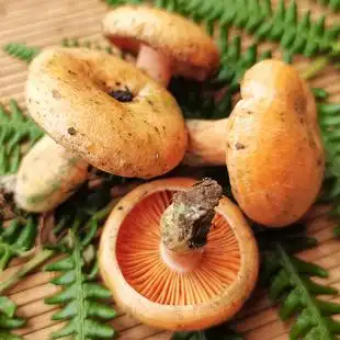 云南大理新鲜野生谷熟菌枞树菌重阳菌雁来蕈精选小朵蘑菇生鲜包邮