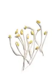 一根根黄豆芽像跳舞的人一样散在白色背景上