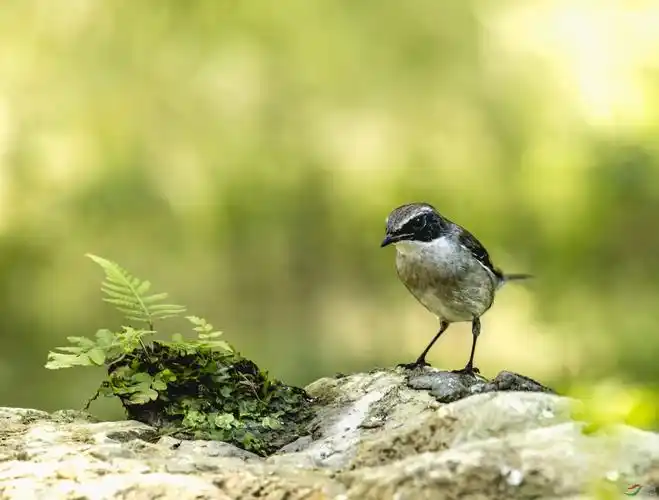 林鸟灰林46向各位老师和摄友致敬