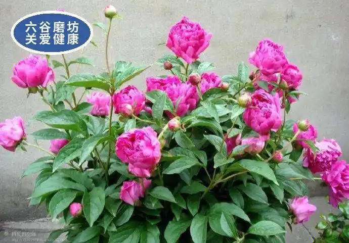 赤芍的功效与作用