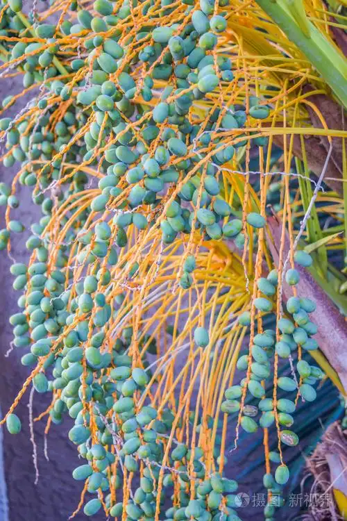 树上的棕榈种子