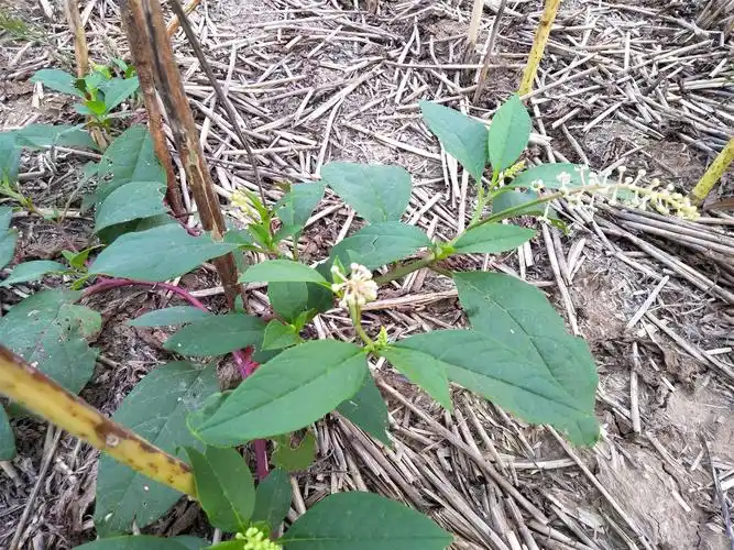 农村田地里常见的这些植物,你还记得多少