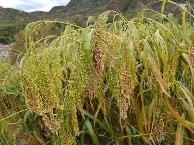 一般认为是《中志》中的稷/panicum miliaceum,即"大黄米",古人把黏性