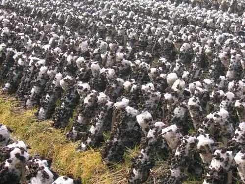 木耳在哪里长的了?并带图片