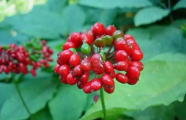 土人参为马齿苋科一年生草本植物别名人参菜水人参参草紫人参福参习称